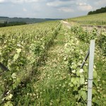 Organic Champagne vineyard